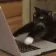 Cat_Whatareyoutyping