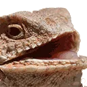 hehehe