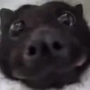 boopme
