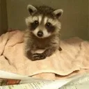 sir