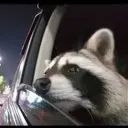 sadcoon