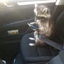 imcallinmom