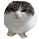 CatStare