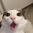 cat_o