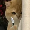 a_cat_knife