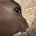 horsesideeye