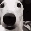 DogShiver
