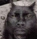 :catdaden:
