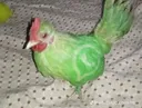 whatsappchicken