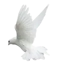 white_bird