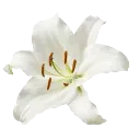 white_lily
