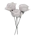 white_roses