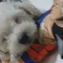 tinmo