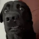 confused_dog