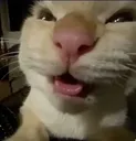Muehehe
