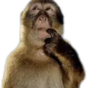 funnymonkey