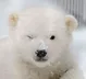 PolarBearWink