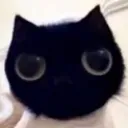catstare