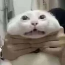 bruh