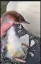 mustafasduck