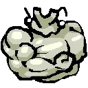 goliathbeetle