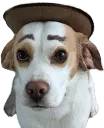 Swiperstare