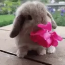 Bunny