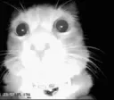 catshnifffff
