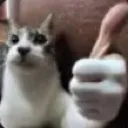 katok