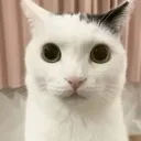 ok_son
