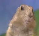 hamster_stare