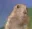 hamster_stare
