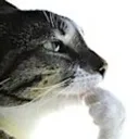 pondering