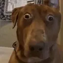 ayo