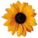 cc_sunflower