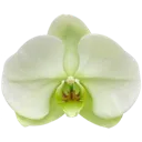 dd_brightgreenflower