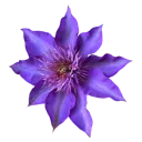 ff_indigoflower
