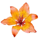 bb_pastelorangeflower