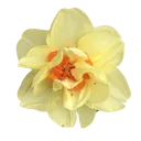 cc_pastelyellowflower