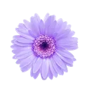 ff_pastelpurpleflower