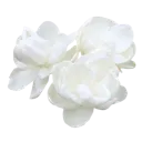 hh_whiteflower
