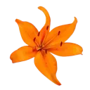 bb_lightorangeflower