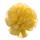 cc_lightyellowflower