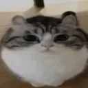 squishedkittyd