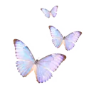 e_butterflies