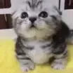 kit_gobba