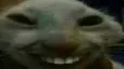 xdd xdd