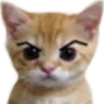 veryangrycat veryangrycat
