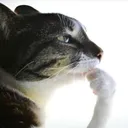 ThinkingCat
