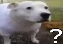 dokge dokge